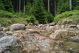 溪,森林,山