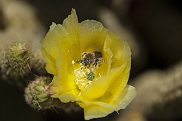 蜜蜂,花,昆蟲