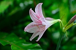 百合,花,廠