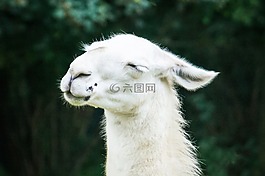 喇嘛,動(dòng)物,白