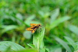 蝴蝶,昆蟲,動物