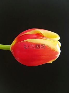 郁金香,花卉,大自然