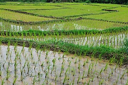 米大陽臺。,大米,賴斯