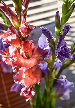 剑兰,鲜花,颜色