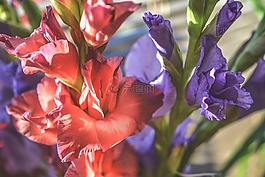 剑兰,鲜花,颜色