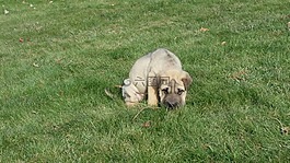 沙皮,卷曲,小狗