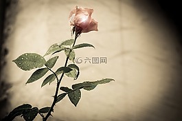 rsoe,花,年份