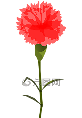 花,紅色,開花