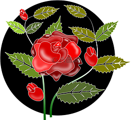 玫瑰,鮮花,自然