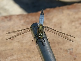 蜻蜓,蓝蜻蜓,orthetrum cancellatum