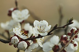 杏花,審美,紅色