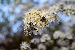 自然,鮮花,春