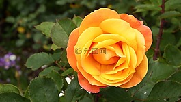 橙色,玫瑰,花