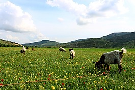 草原,山羊,性質(zhì)