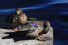 鴨,水,鳥