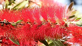 花,紅色,花的