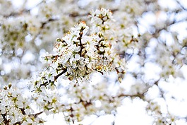 開花,春,花