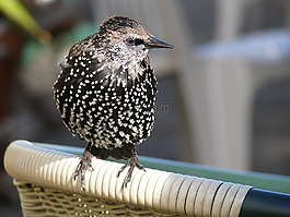 鳥,動(dòng)物,鳥類