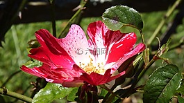 花,紅色,花的