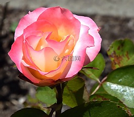 玫瑰,粉紅色,黃色