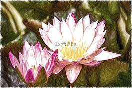 蓮花,花,亞洲