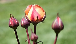玫瑰,芽,花的