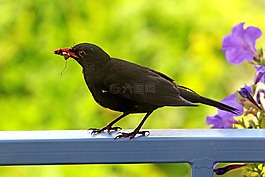 夏季,陽(yáng)臺(tái),鳥