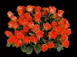 花束,生日花束,鮮花
