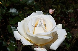 白,玫瑰,花的