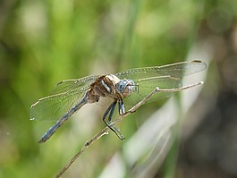 蜻蜓,蓝蜻蜓,orthetrum cancellatum