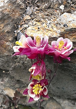 花,石,性质
