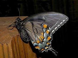 蝴蝶,夜,昆虫