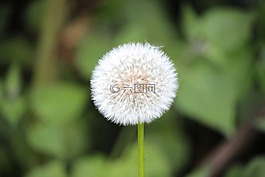 決議,詳細(xì),花