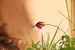 自然,昆蟲,綠色