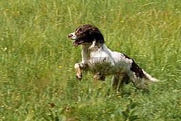 動(dòng)物,狗,小獵犬