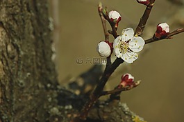 杏花,紅色,白