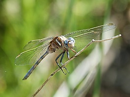 蜻蜓,蓝蜻蜓,orthetrum cancellatum