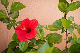 紅色,芙蓉花,植物