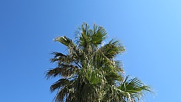 棕櫚,天空,夏季