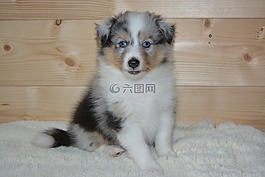 小狗,設(shè)得蘭群島牧羊犬,狗