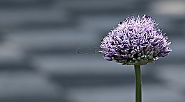 观赏葱,大蒜,花