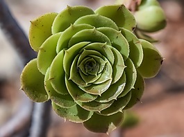 仙人掌,花,植物