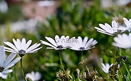 鮮花,草地,白