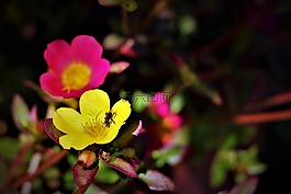 鮮花,花園,顏色