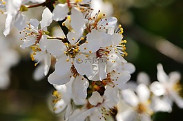 春天,開花,盛開