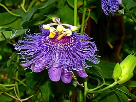 激情,花,開花