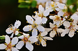 春天,開花,盛開