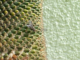飛,仙人掌,綠色