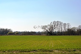 字段,農作物,母豬