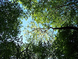 樹(shù),俄斯特拉發(fā),綠色